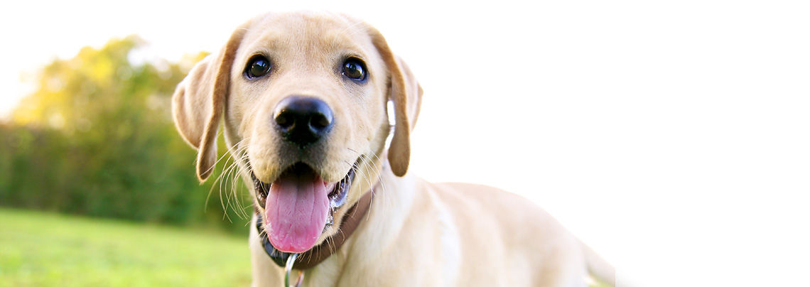 owalo design Hunde Rhein Main