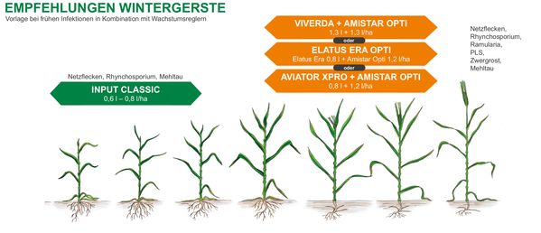 Krankheitsschutz im Getreide | Raiffeisen Waren-Zentrale Rhein-Main AG
