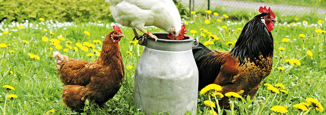 RWZ Nutztierfutter Geflügelfutter
