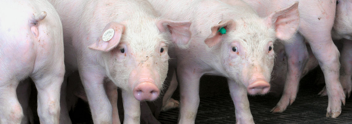 Mastschweine