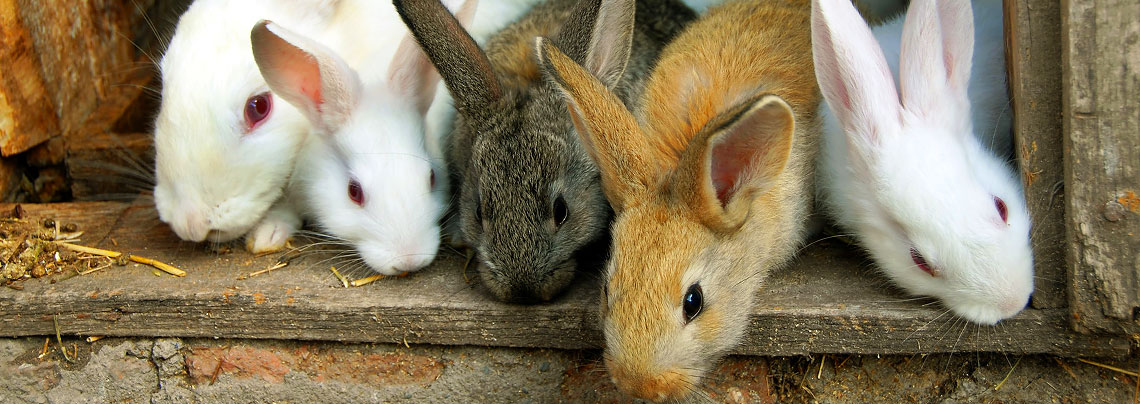 Mastkaninchen