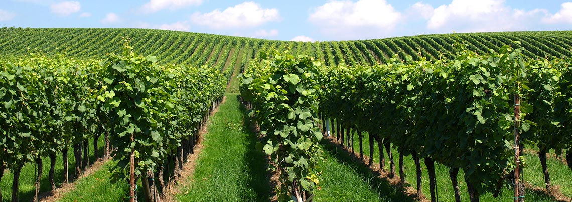 Weinbau