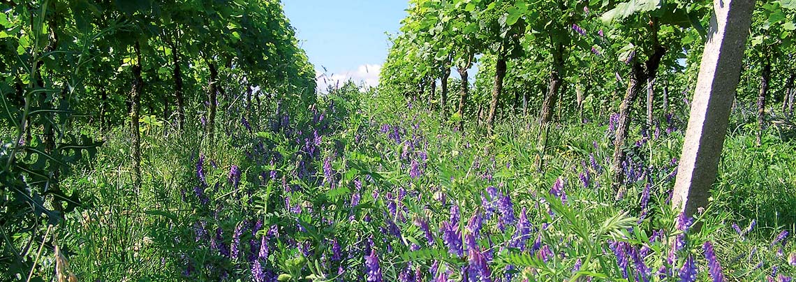 Weinbau