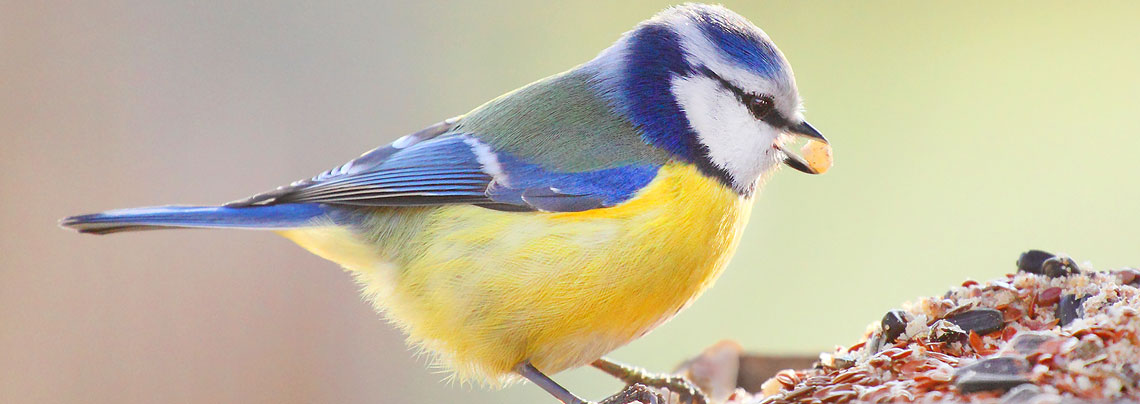 RWZ Wildvogel