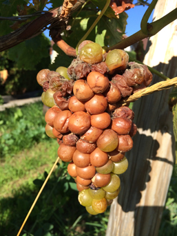 Weinbau