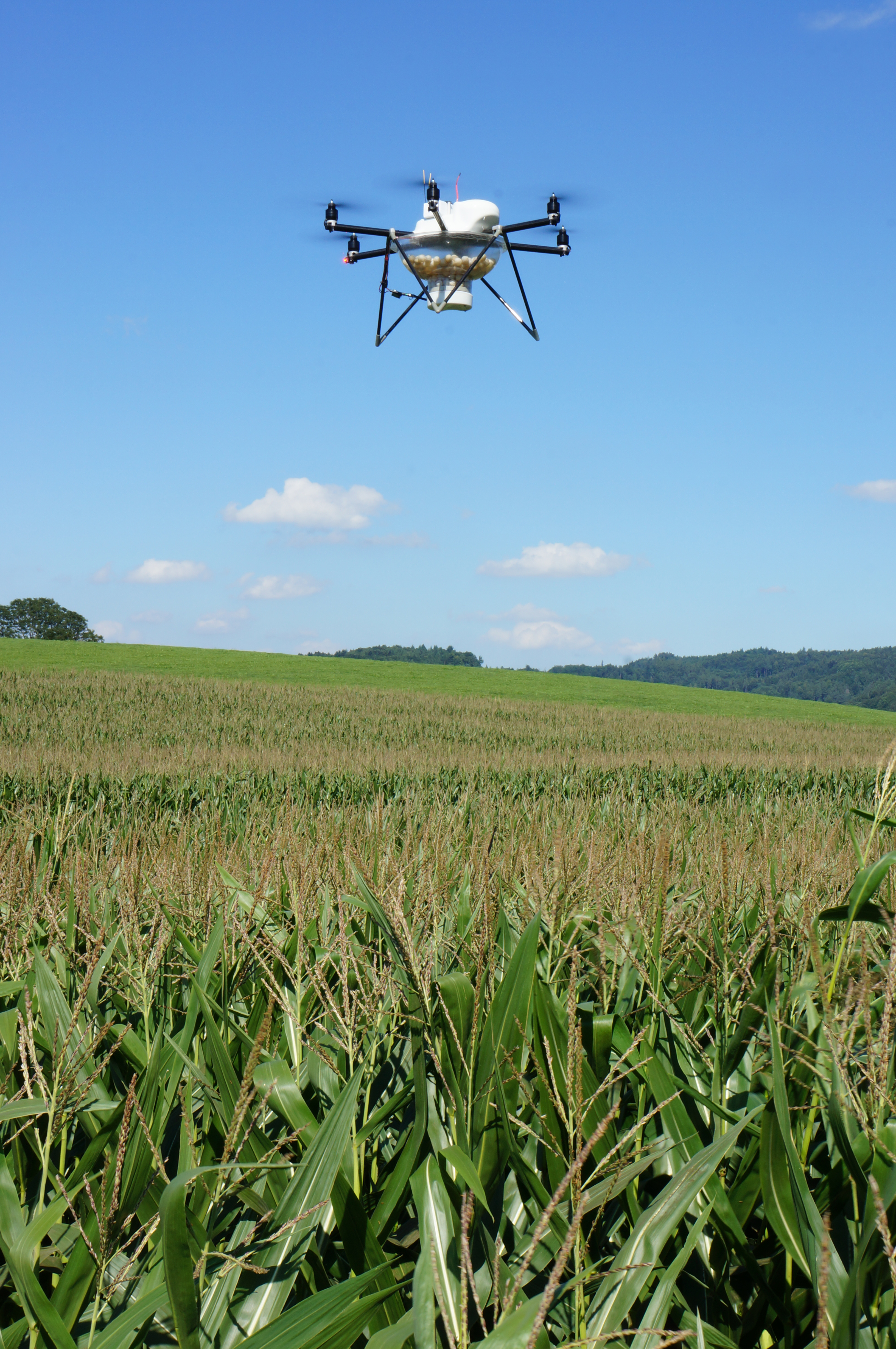 Trichogramma Raiffeisen WarenZentrale RheinMain AG